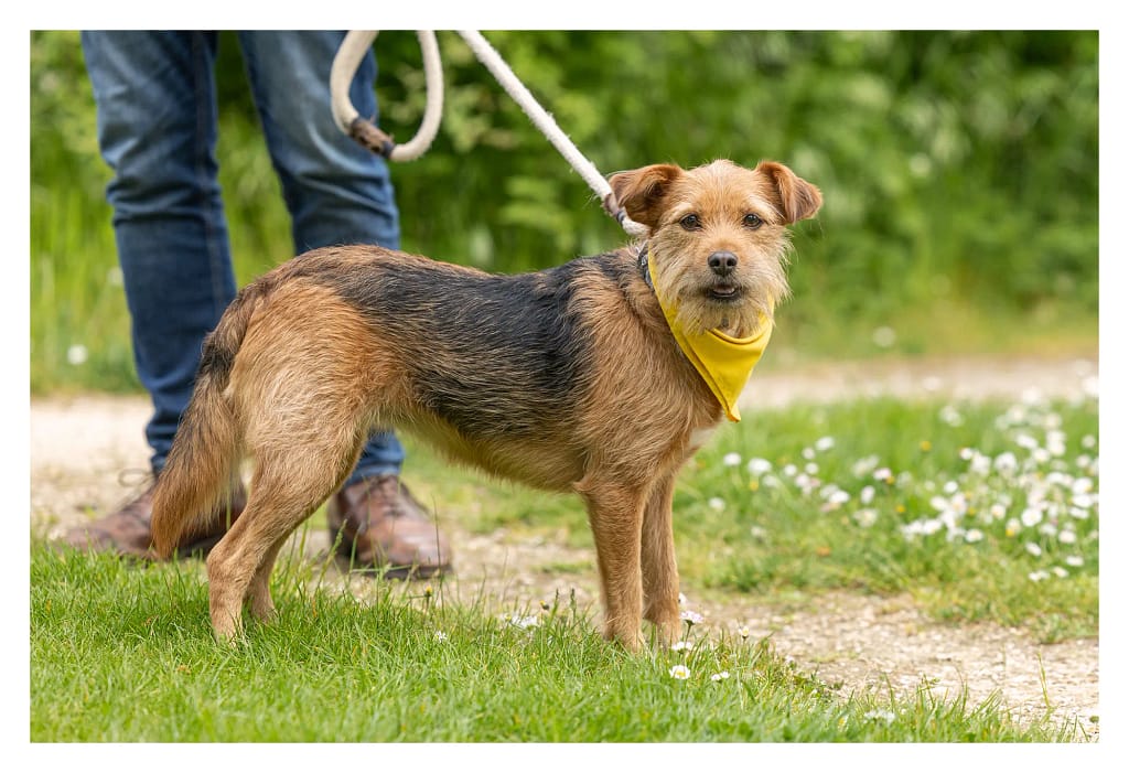 Chien roux et noir avec un bandana jaune se balade au salon du bien-être animal de Carrières-sous-Poissy