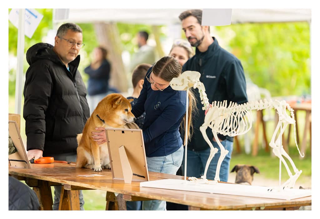 Ostéopathe animalier avec un Shiba Inu lors du salon du bien-être animal de Carrières-sous-Poissy