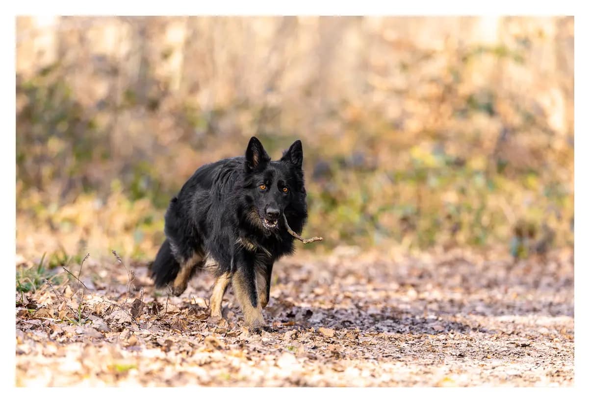 Berger allemand ancien type tenant un bâton dans un sous‑bois à Maisons‑Laffitte (Yvelines)