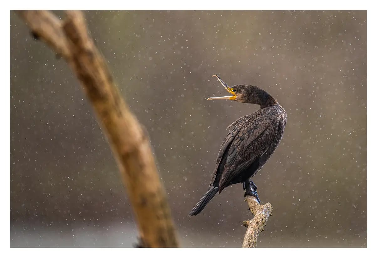 Grand cormoran perché sur une branche sous la pluie, entre Seine et Oise
