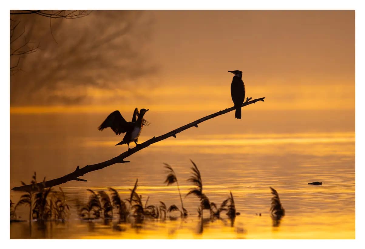 Silhouettes de deux cormorans perchés sur une branche au coucher du soleil, entre Seine et Oise