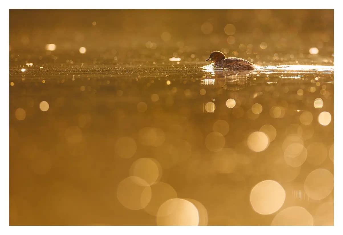 grèbe castagneux sur étang avec lumière dorée