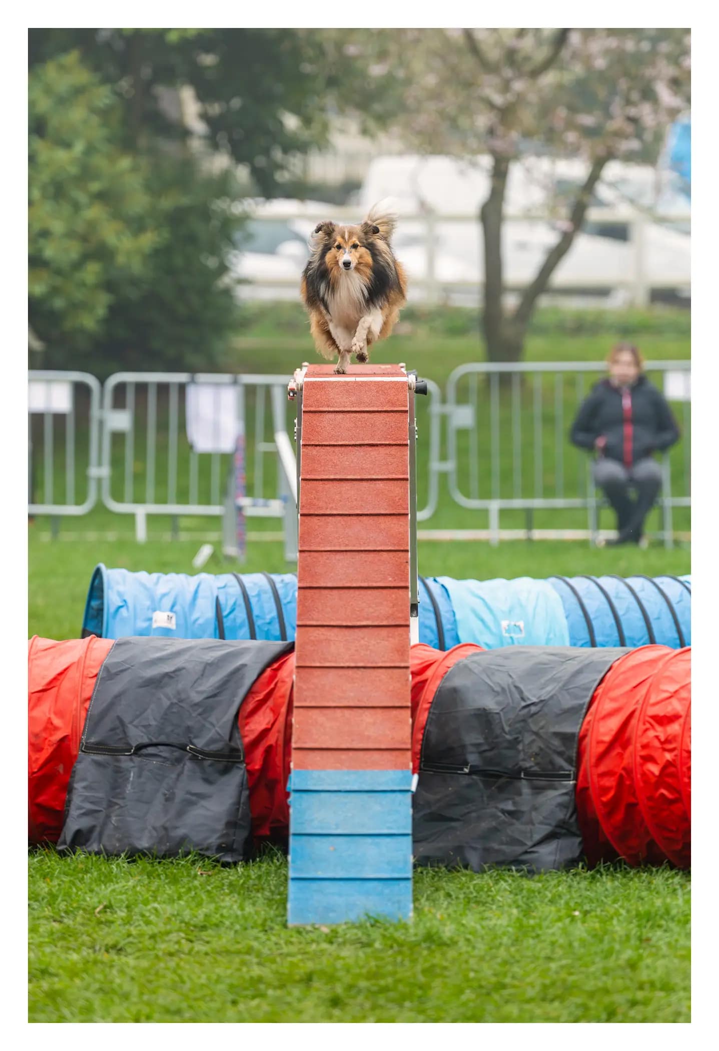 Shetland au sommet de la passerelle pendant un parcours d’agility Légende
