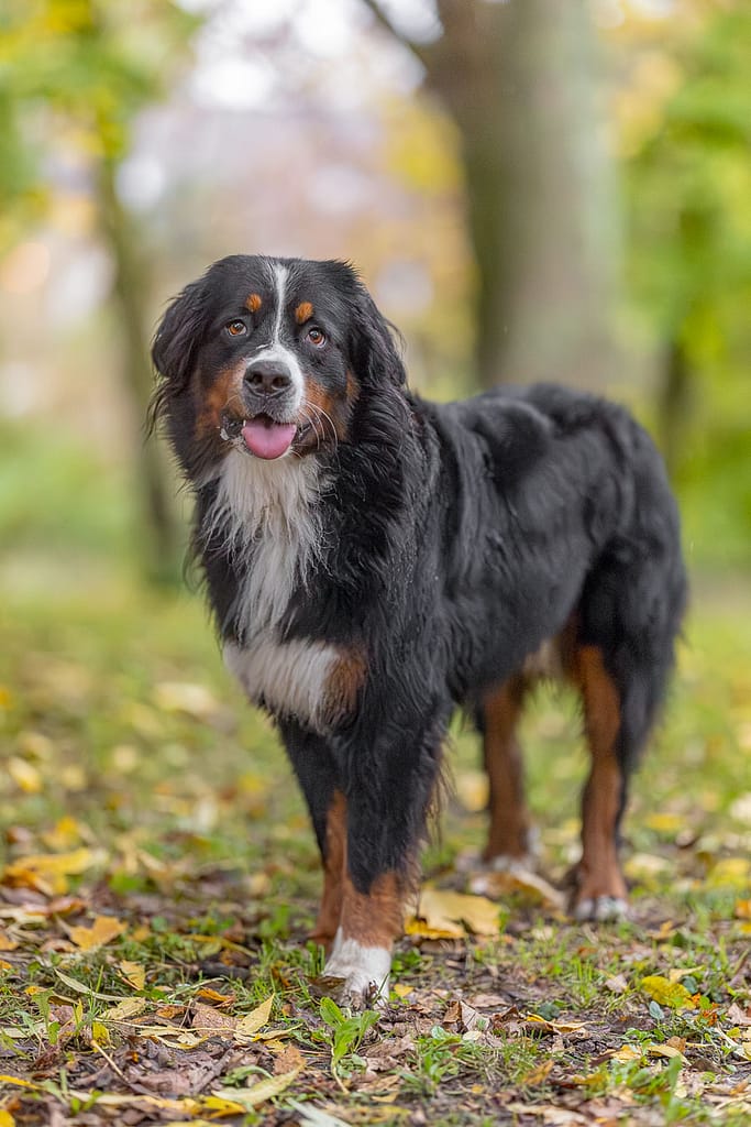 CANON R1 - RF 85mm1.2 - 40 000 iso