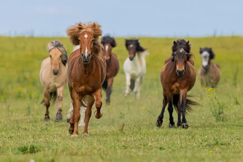 Chevaux islandais au galop de face – couverture de la galerie