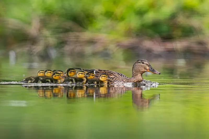 Mère canard suivie de ses canetons sur une eau calme sur un étang du Val-d'Oise