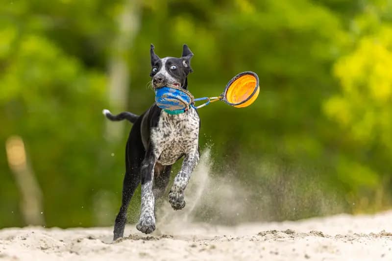 photo chiot qui joue - offre photo spéciale chiot - ile de France
