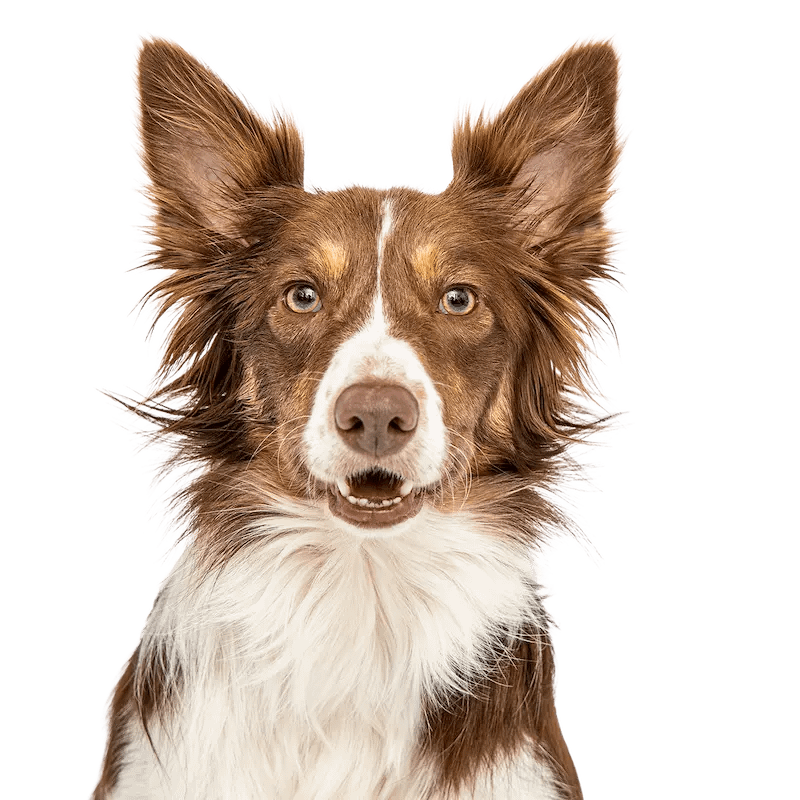 portrait border collier en studio pour illustration magazine et site web avec fond transparent