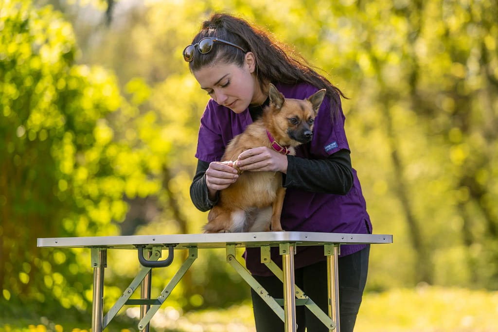 consultation chien osteopahe animalier tnphotographie