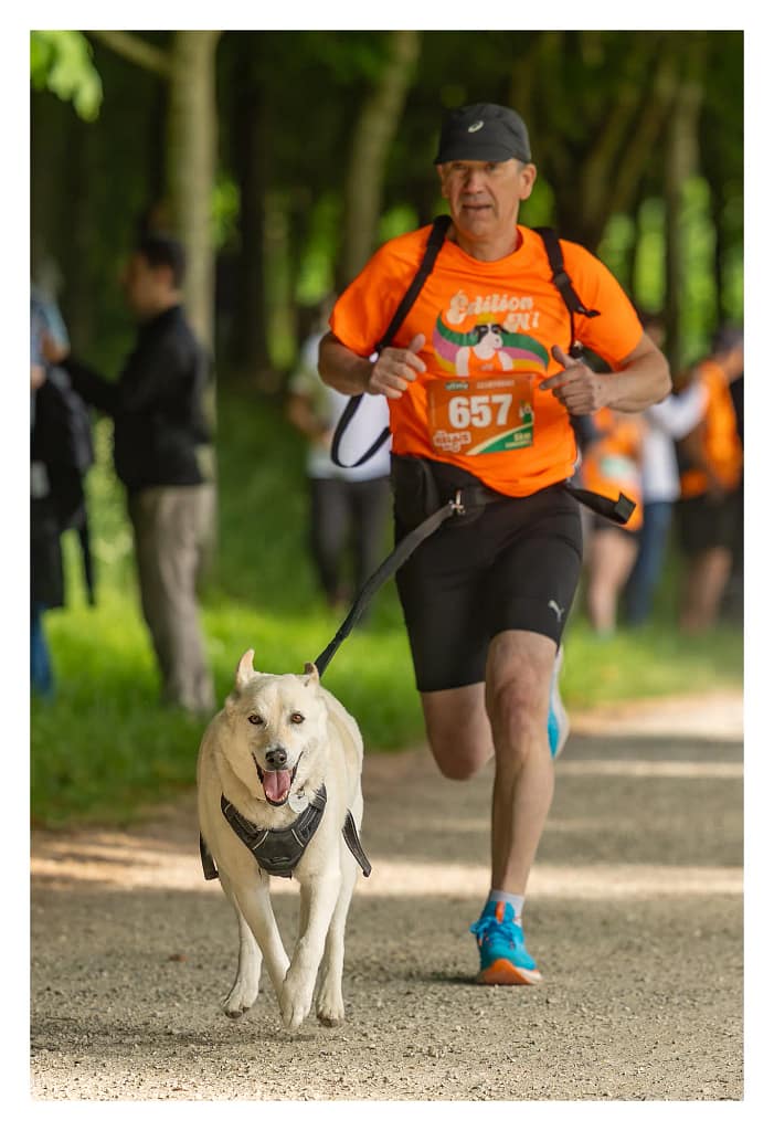 Participant en pleine course, en tant que coureur à l'épreuve du canicross pour le relais de la Spa
