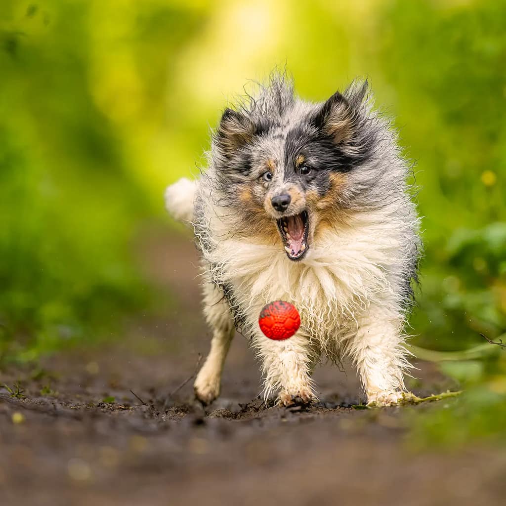 Chien attrapant une balle rouge pendant une séance photo en extérieur