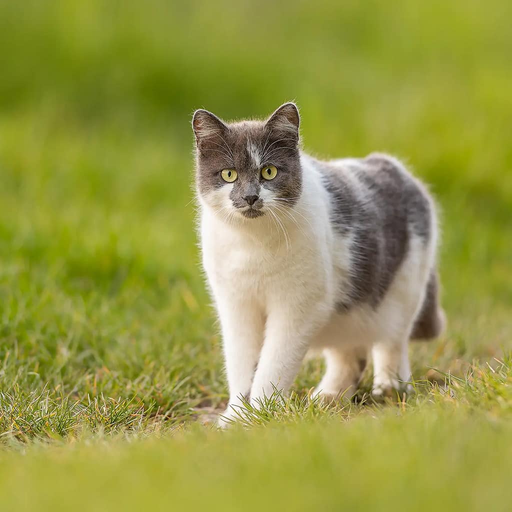 Chat gris et blanc marchant dans l’herbe en extérieur