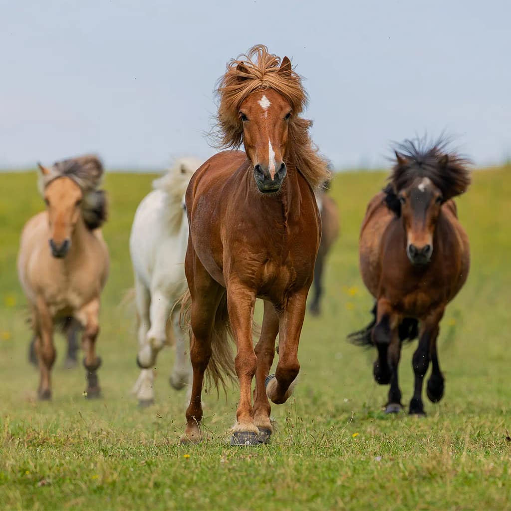 Quatre chevaux islandais courant ensemble dans une prairie