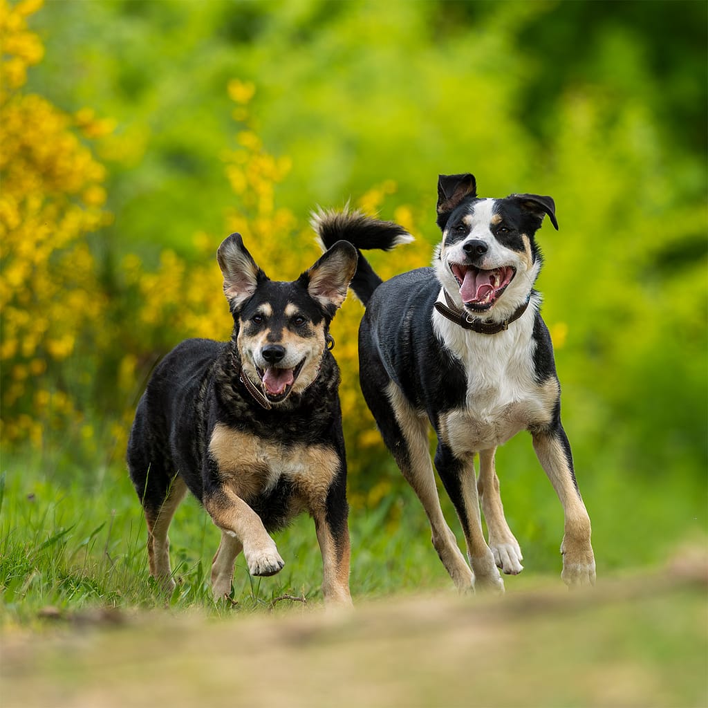 Deux chiens courant côte à côte dans un chemin entouré de végétation
