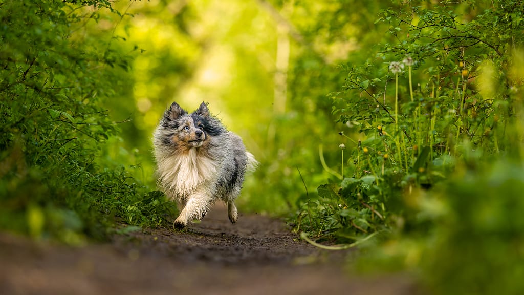baniere seance photo animaux de compagnie tnphotographie