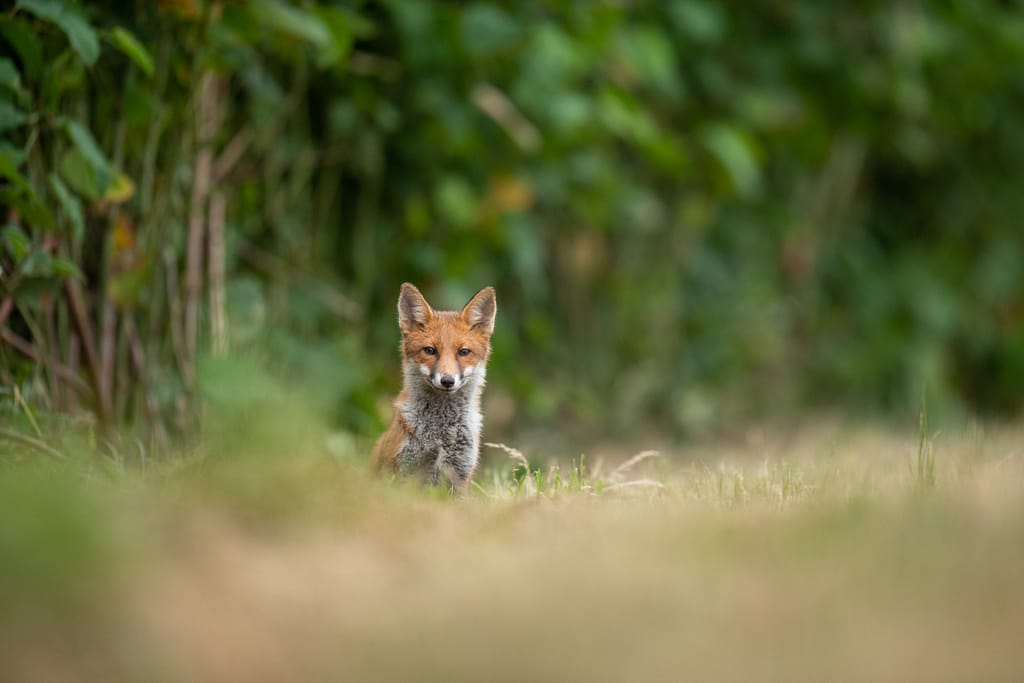 Renard roux assis dans une prairie et regardant vers l’objectif