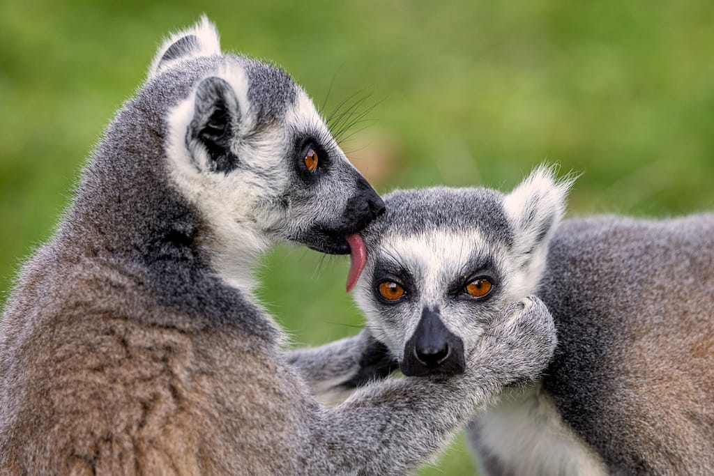 cours photo au zoo