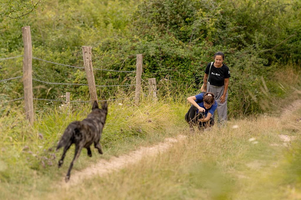 cours photo en mouvement avec un chien