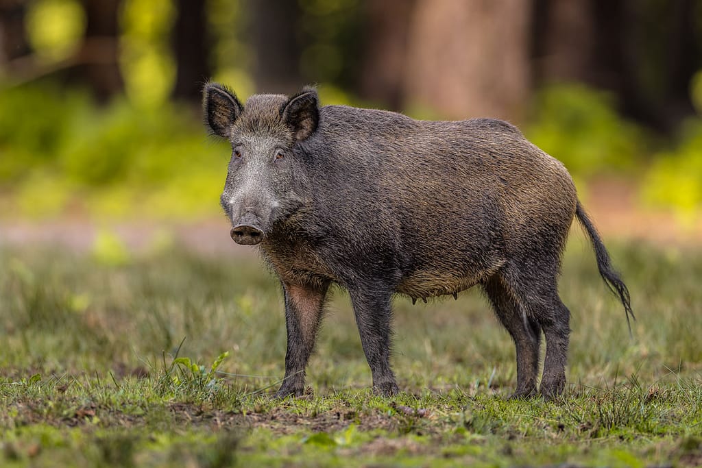 Sanglier debout dans une clairière en forêt à Vaux-sur-Seine