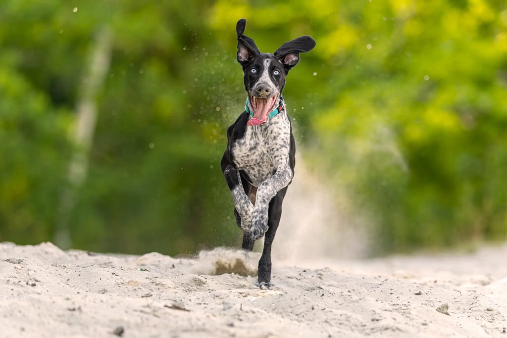 chien qui court dans le sable - photographie canine naturelle en ile de France