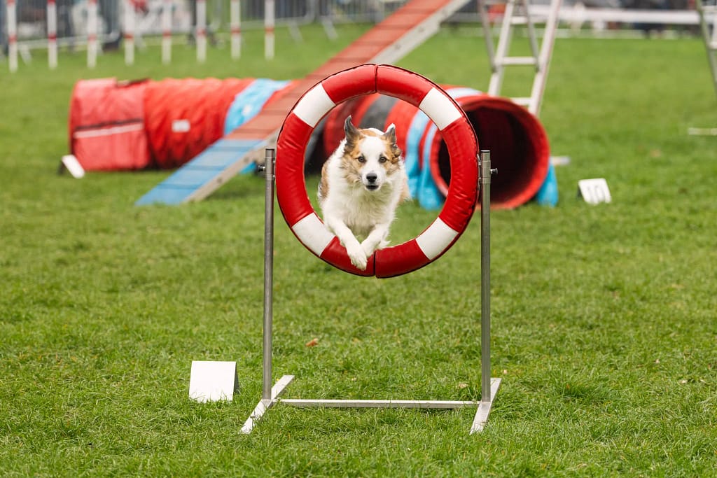 Chien franchissant un cerceau pendant le concours d’agility au parc Manchez à L’Isle-Adam