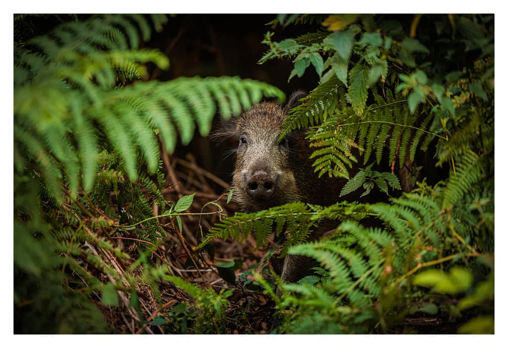 Jeune sanglier sort discrètement de la forêt à Vaux-sur-Seine