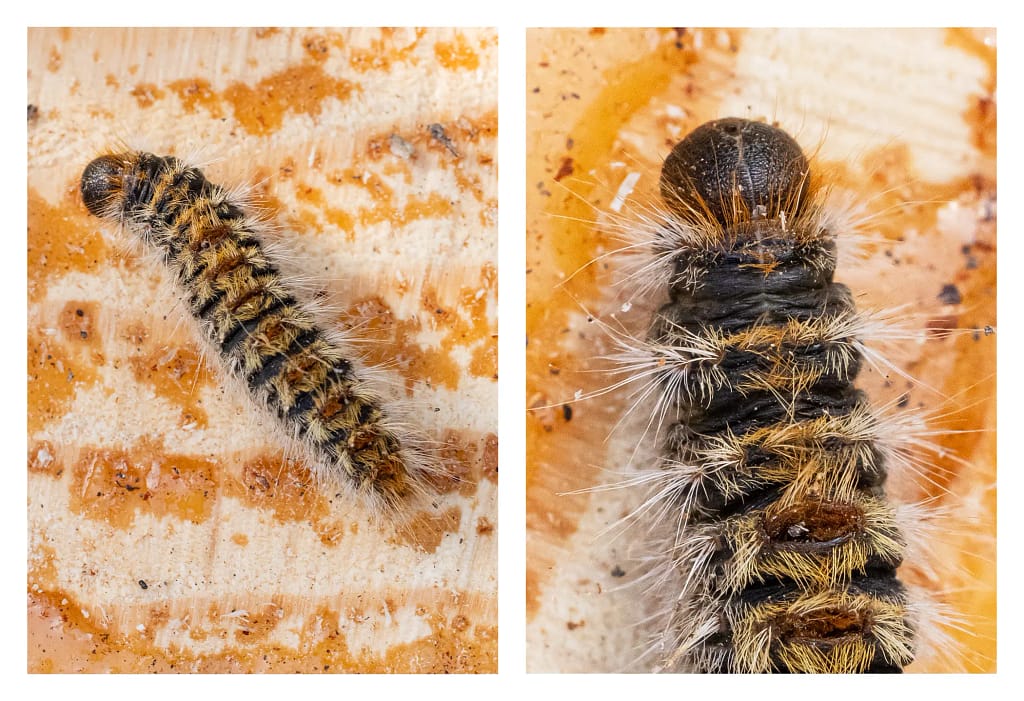 Détail macro d’une chenille processionnaire montrant la densité des poils urticants