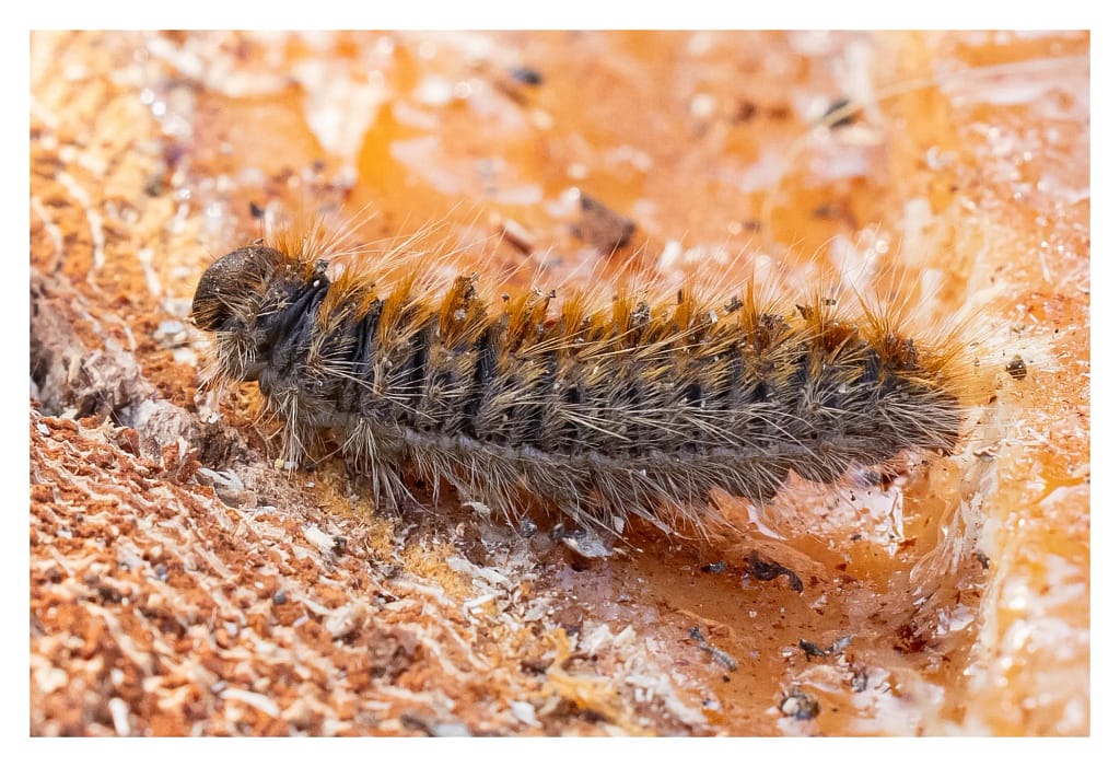 Chenille processionnaire en gros plan montrant ses poils urticants toxiques