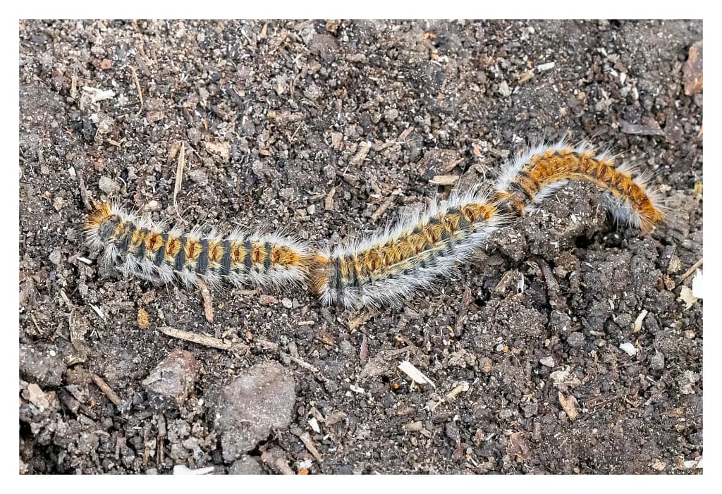 Trois chenilles processionnaires se déplaçant au sol en file indienne