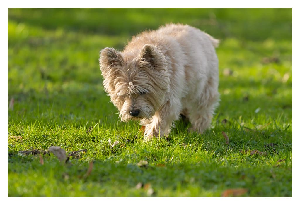 Chien reniflant le sol dans l’herbe, comportement exposant au contact avec une chenille processionnaire