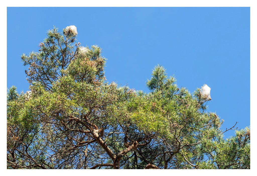 Nids de chenilles processionnaires visibles dans un pin au printemps
