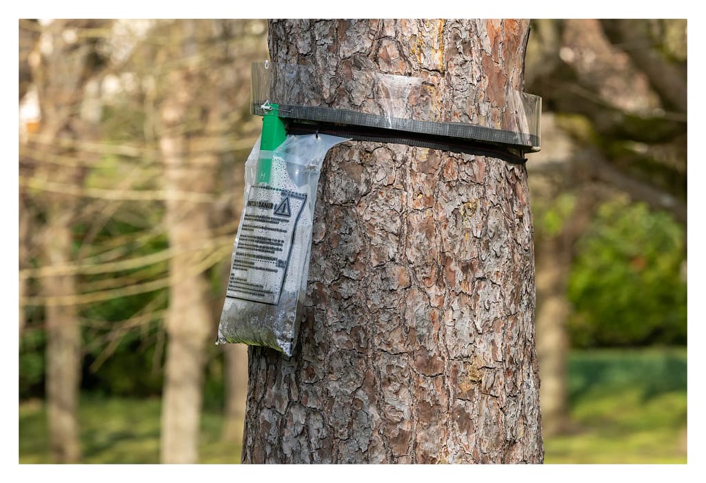 Piège écologique installé sur un tronc contre la chenille processionnaire