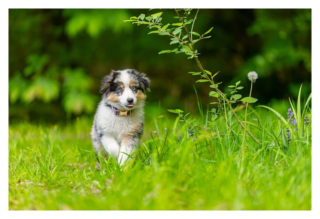 Chiot berger américain découvre la nature lors de sa premiere séance photo. Il tire la langue au milieu des herbes dans la forêt
