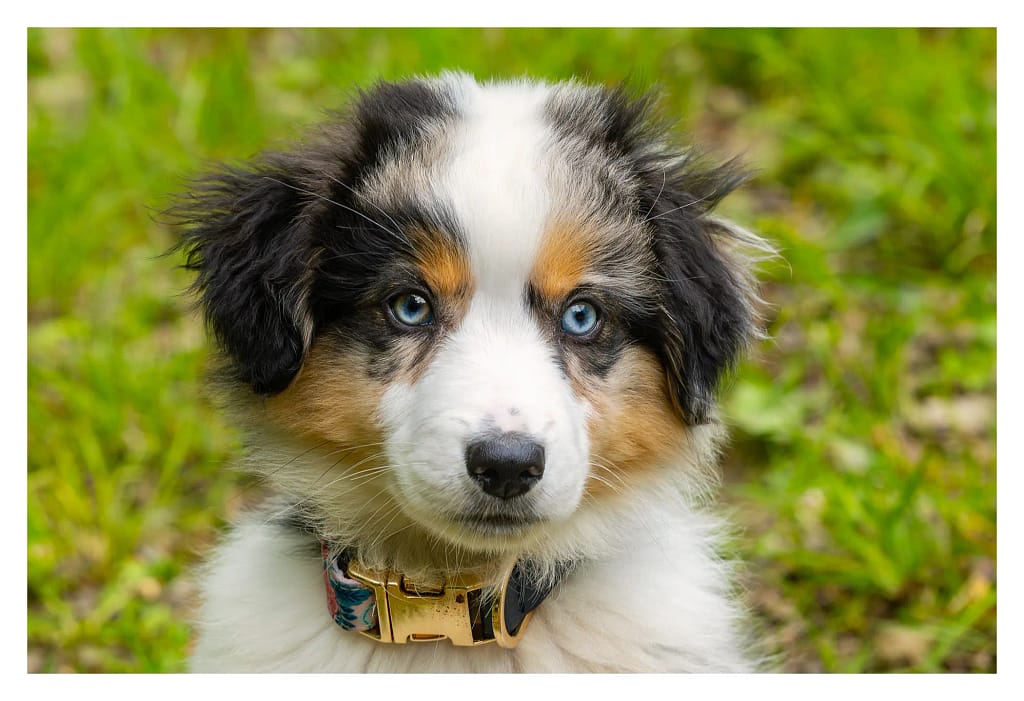 Portrait d'un chiot berger américain