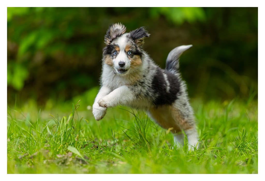 Chiot berger américain en train de courir en forêt lors de sa première séance photo