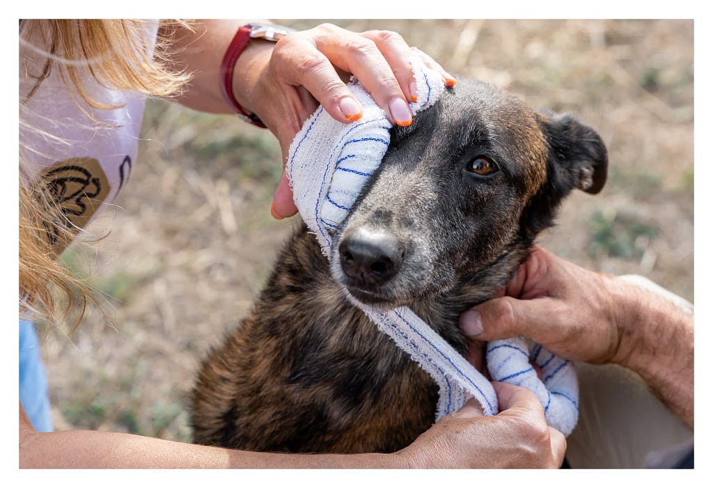 Réalisation d'un bandage autour de l’œil d'un chien pendant la formation.