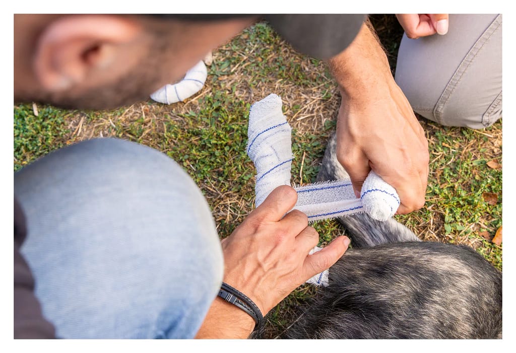 Réalisation d'un bandage sur la patte d'un chien pendant un exercice de premiers secours.