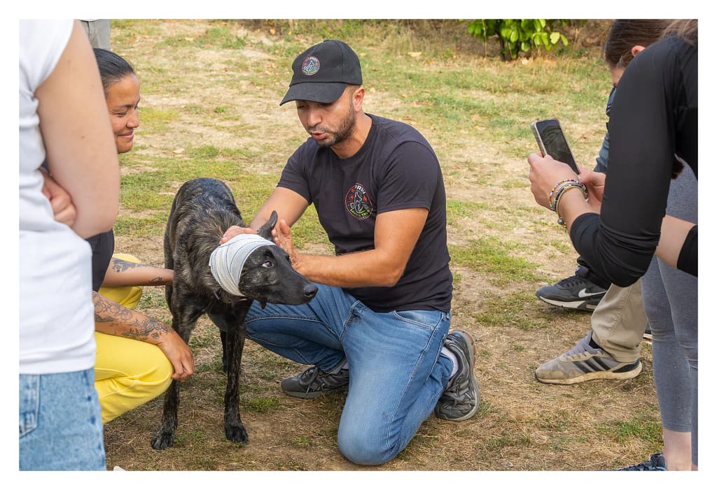 Le formateur vérifie un bandage sur la tête d'un chien pendant un exercice pratique.