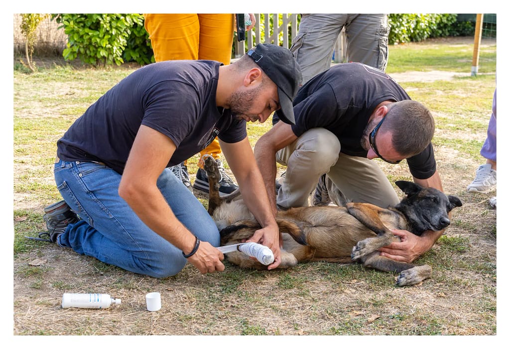 Samir, le formateur des premiers secours canins guide un participant pendant un exercice de bandage sur la patte d'un chien.