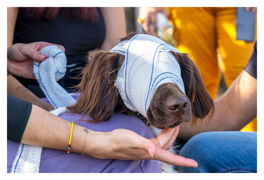 Chien portant un bandage autour de la tête pendant un exercice de premiers secours canins.