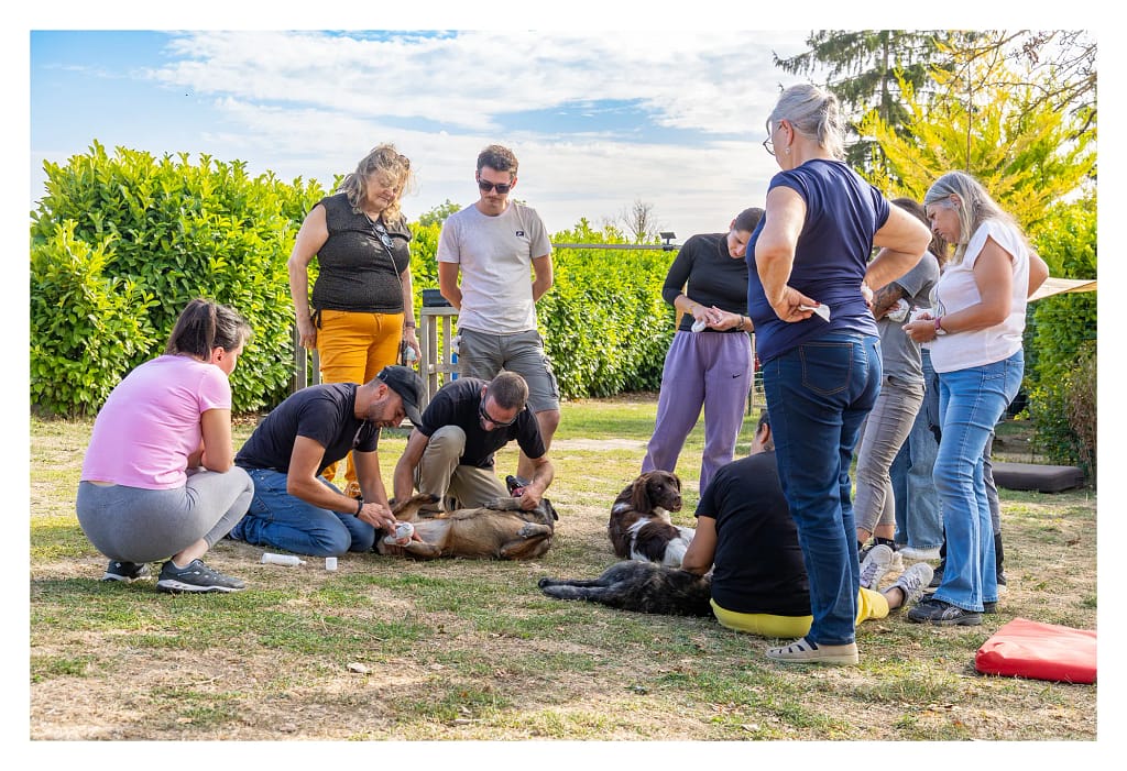 Participants réalisant des exercices pratiques avec plusieurs chiens lors d’une formation aux premiers secours canins et félins dans le Val-d’Oise.