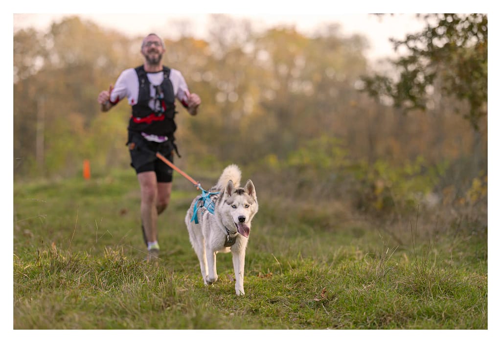 Husky au canitrail des châtaignes 2024