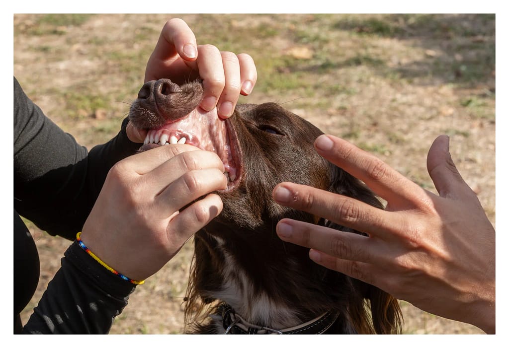 Examen de la gueule d'un chien pendant la formation aux premiers secours canins.