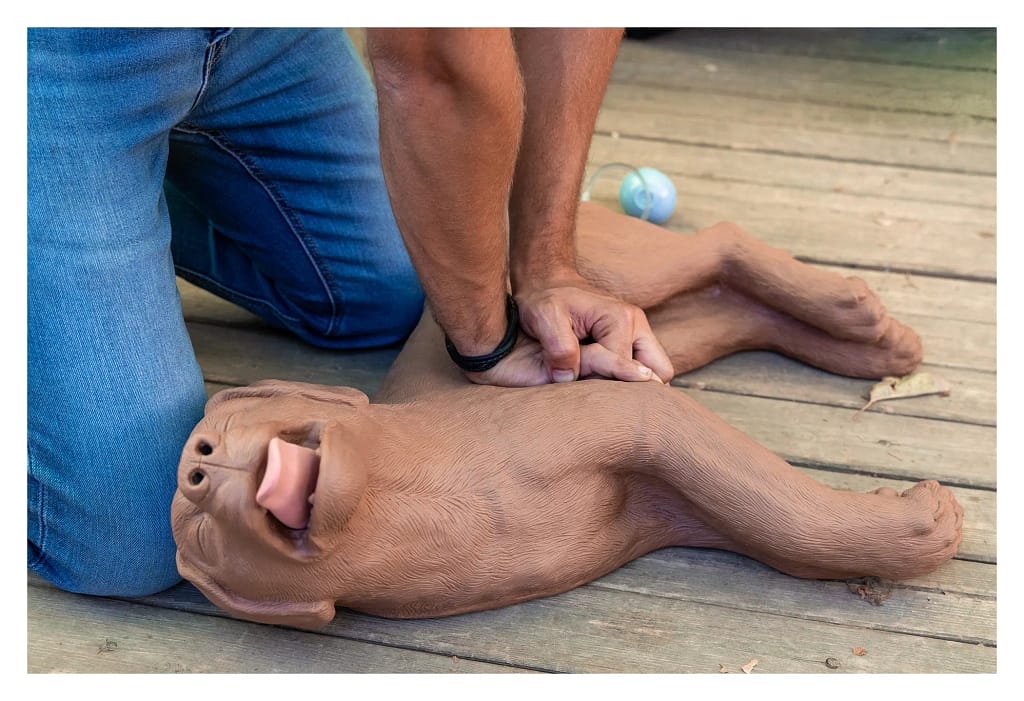 Exercice de massage cardiaque sur un mannequin canin pendant une formation aux premiers secours.