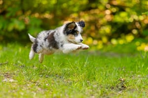 Chiot berger américain en plein saut dans les herbes en forêt.