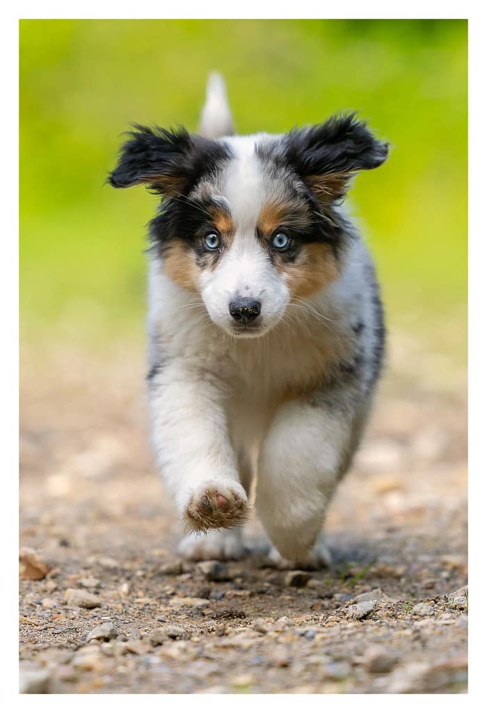 Chiot berger américain en train de courir en forêt lors de sa première séance photo