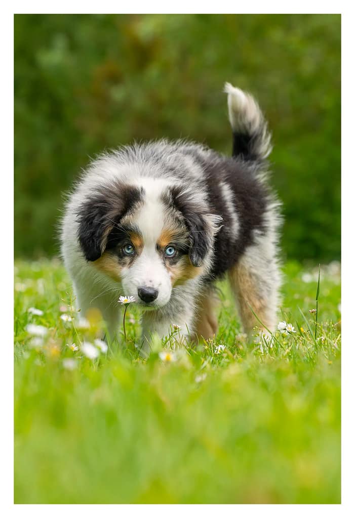 Chiot berger américain découvre la nature lors de sa premiere séance photo. Il renifle une pâquerette.