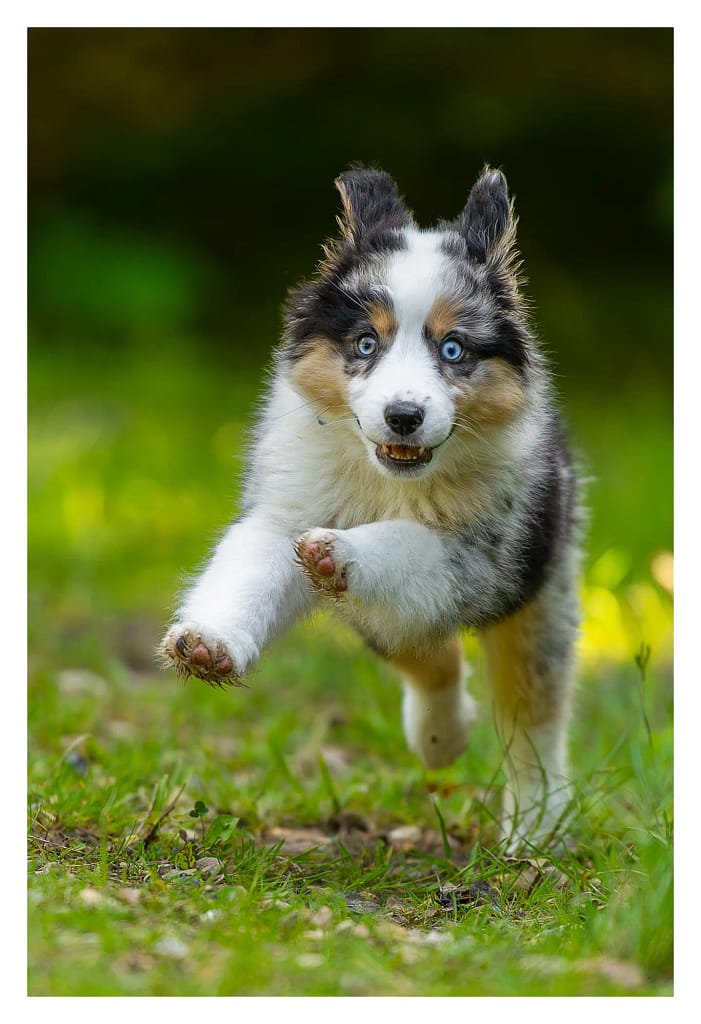 Chiot berger américain en pleine course en forêt