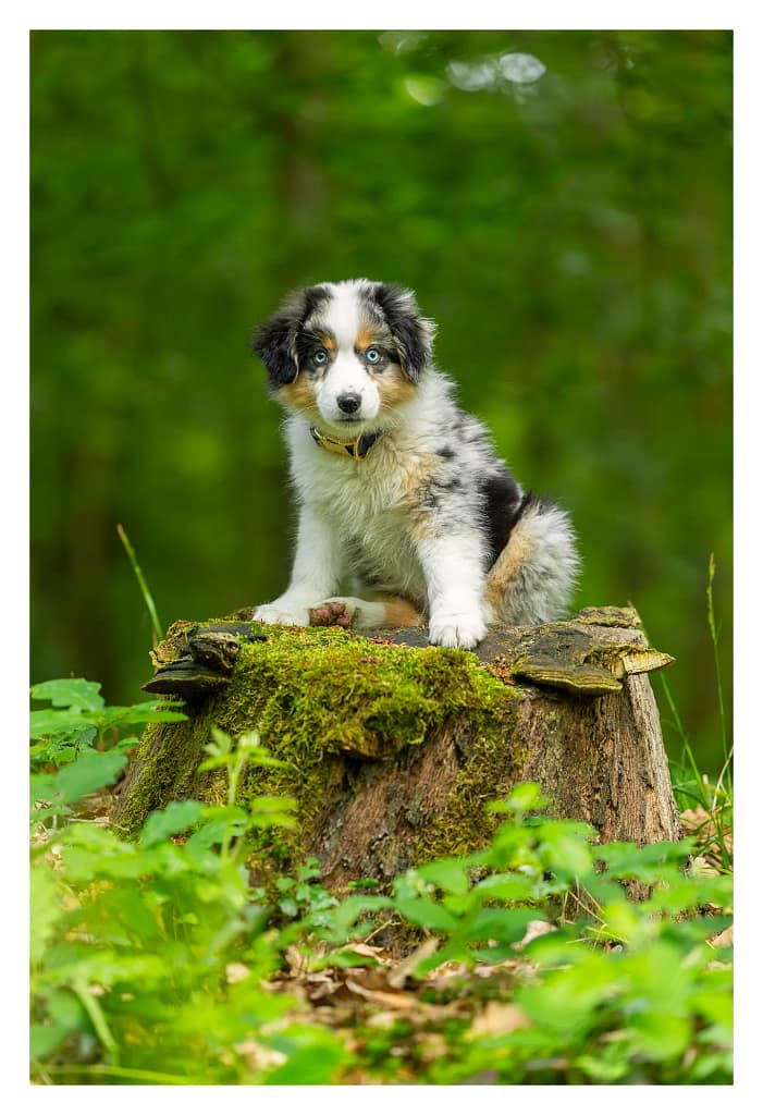 Chiot berger américain pose sur une souche lors de sa séance photo en foret