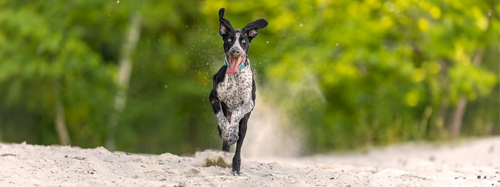 chien qui court dans le sable - photographie canine naturelle en ile de France